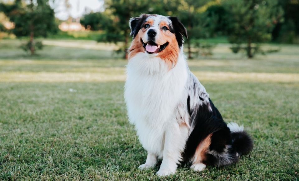 Australian Shepherd Growth Chart & 6 Factors Affecting Their Growth