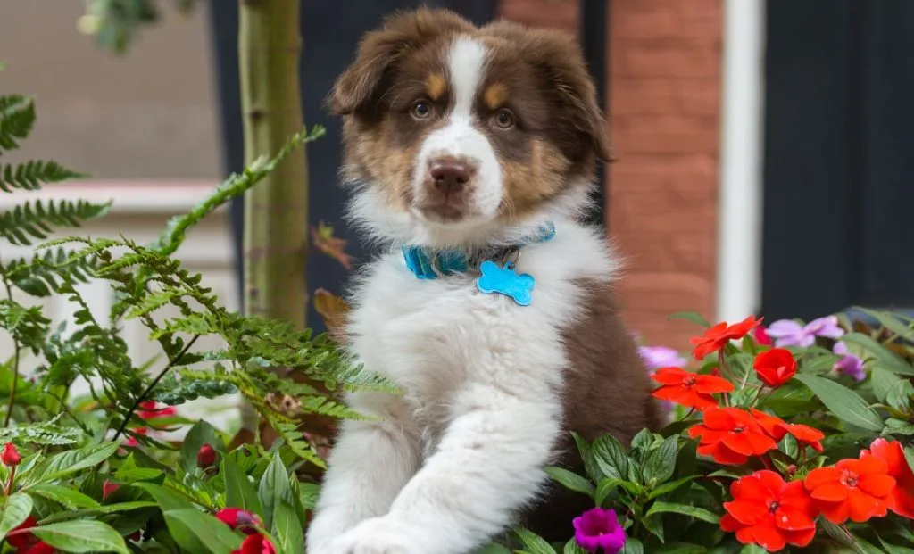 Australian-shepherd-bigger-puppy