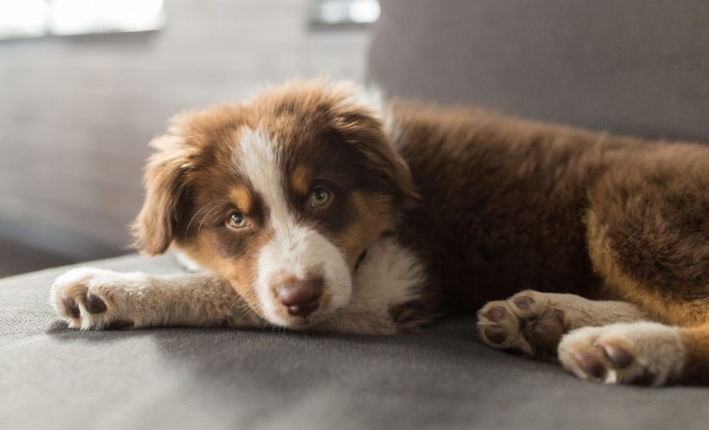 Australian shepherd puppy