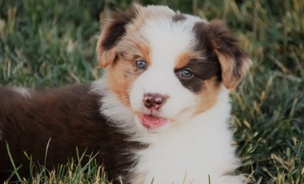 Australian shepherd puppy