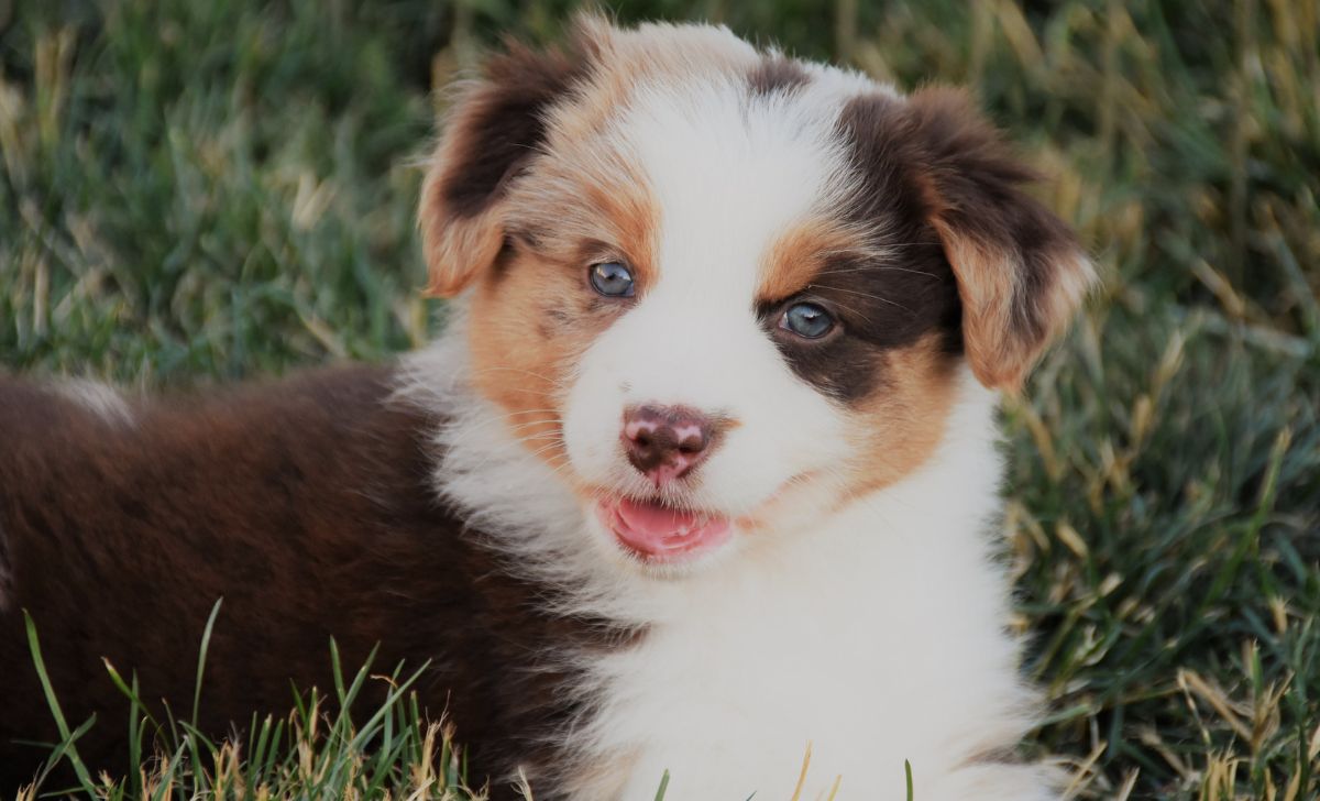 Australian Shepherd Growth Chart & 6 Factors Affecting Their Growth