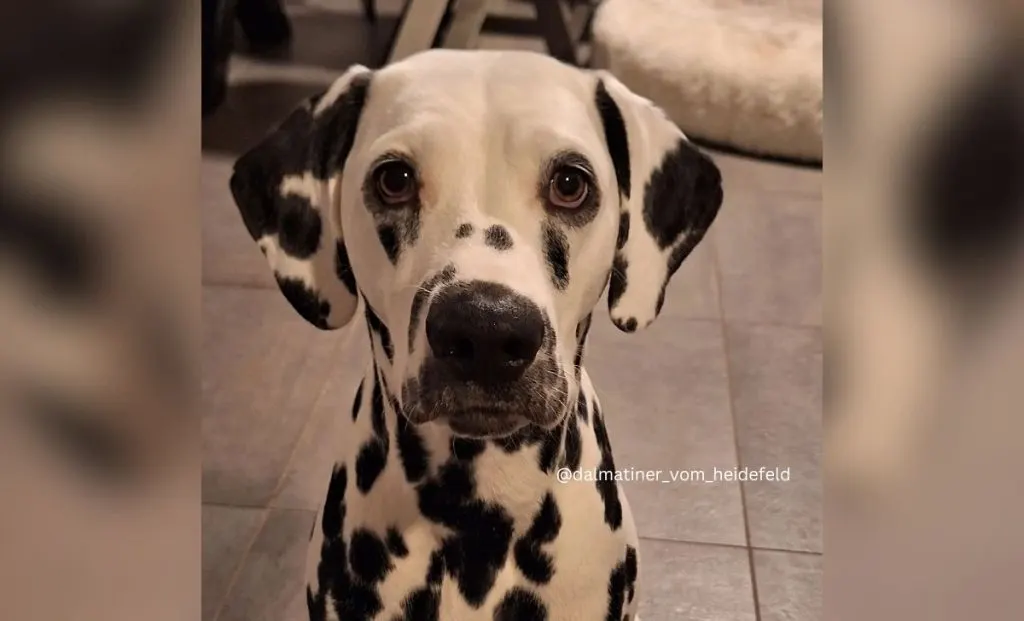 BLACK DALMATIAN color