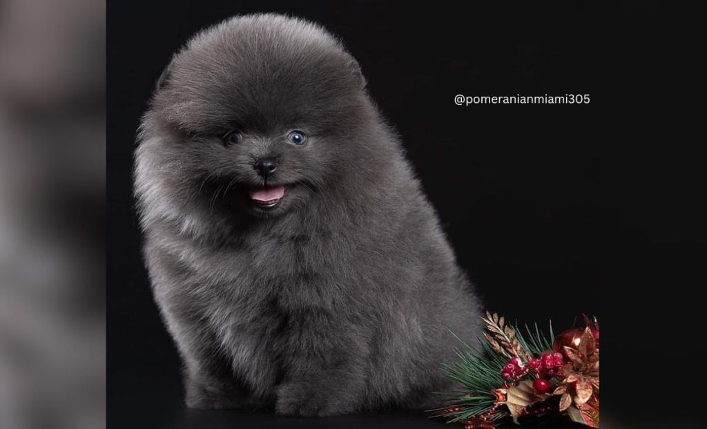 BLUE POMERANIAN color