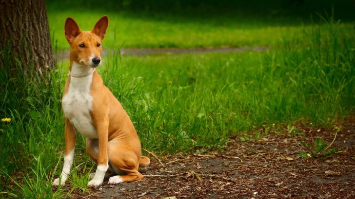 4 Classic Basenji Colors, 5 Rare Hues & 4 Stunning Markings 