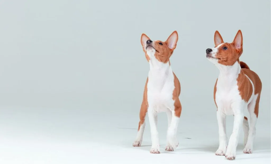 Basenji adult