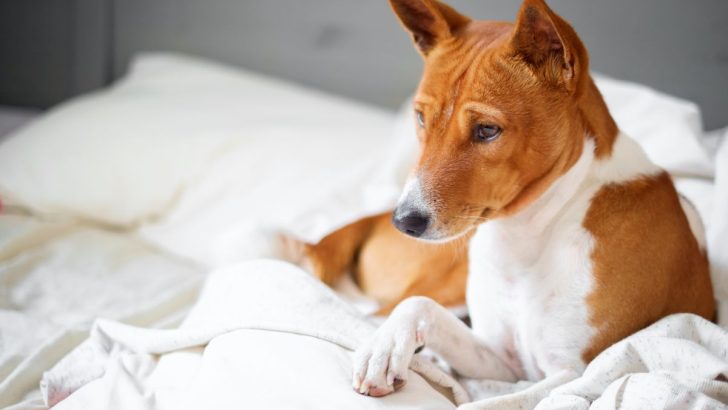 A Basenji Growth Chart Every Owner Should Know