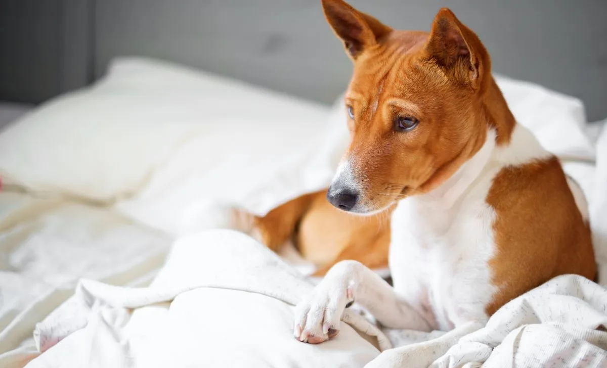 Basenji naslovna