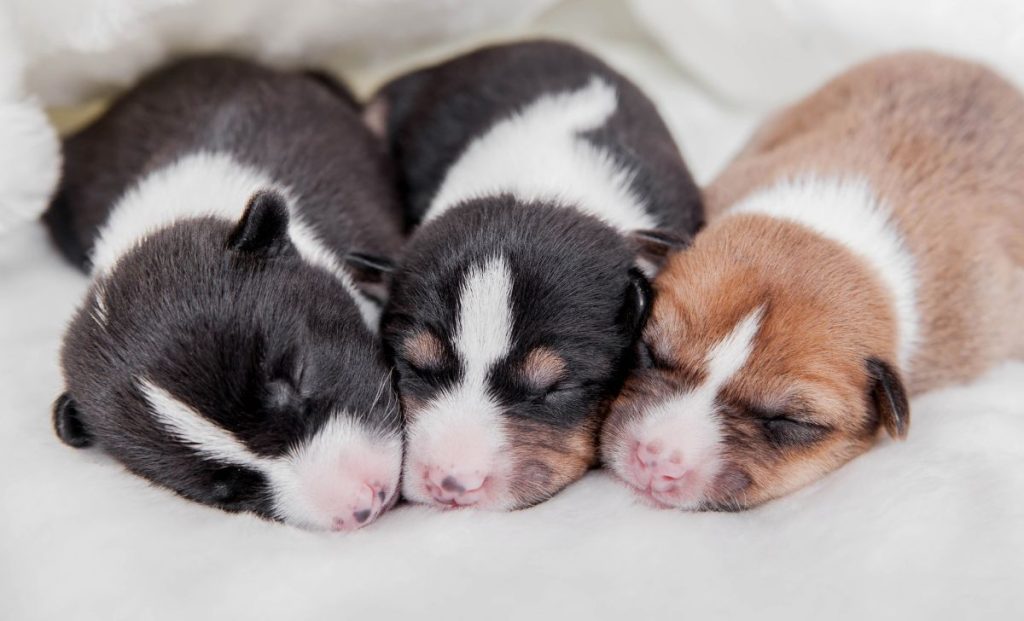 Basenji puppies