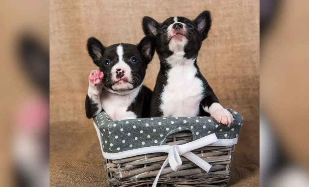 Basenji puppies 2