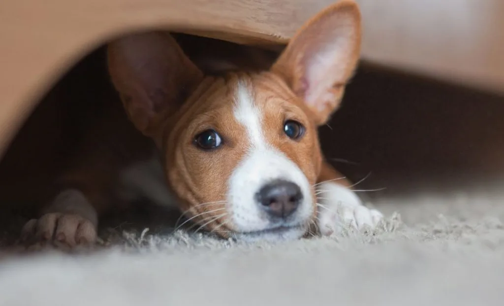 Basenji puppy