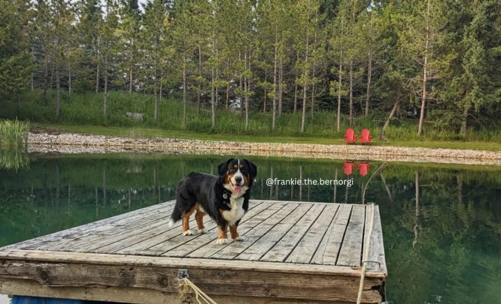 Bernese Corgi Mix 