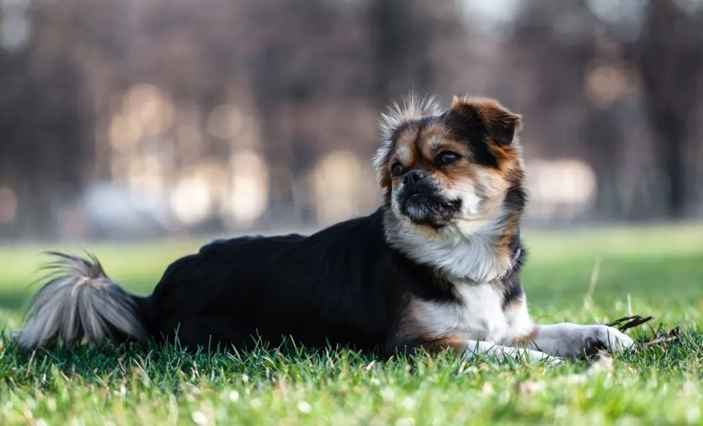 Bhutanese Spaniel