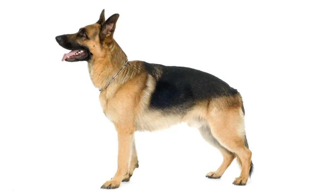 Black And Cream German Shepherd color
