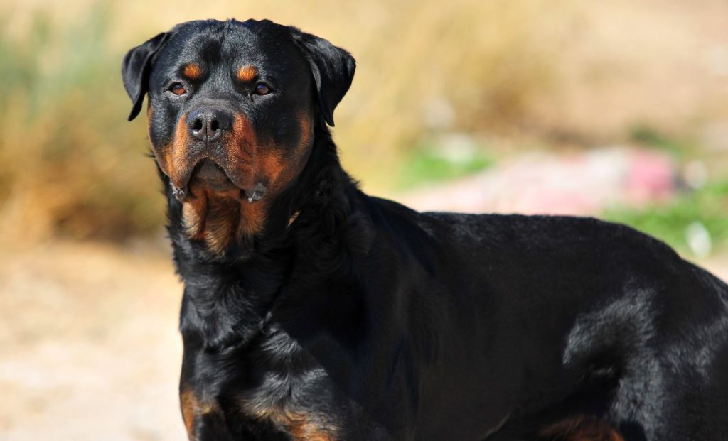 Black And Mahogany Rottweiler color
