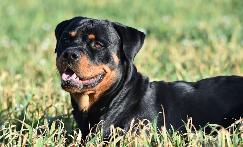 Black And Rust Rottweiler color