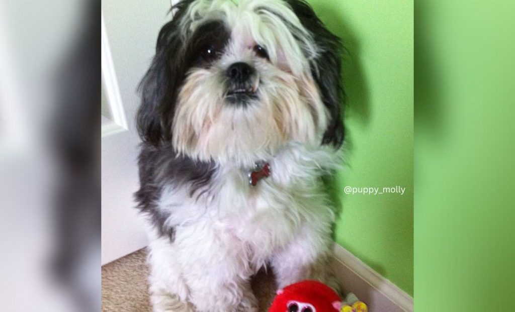 black and white shih tzu