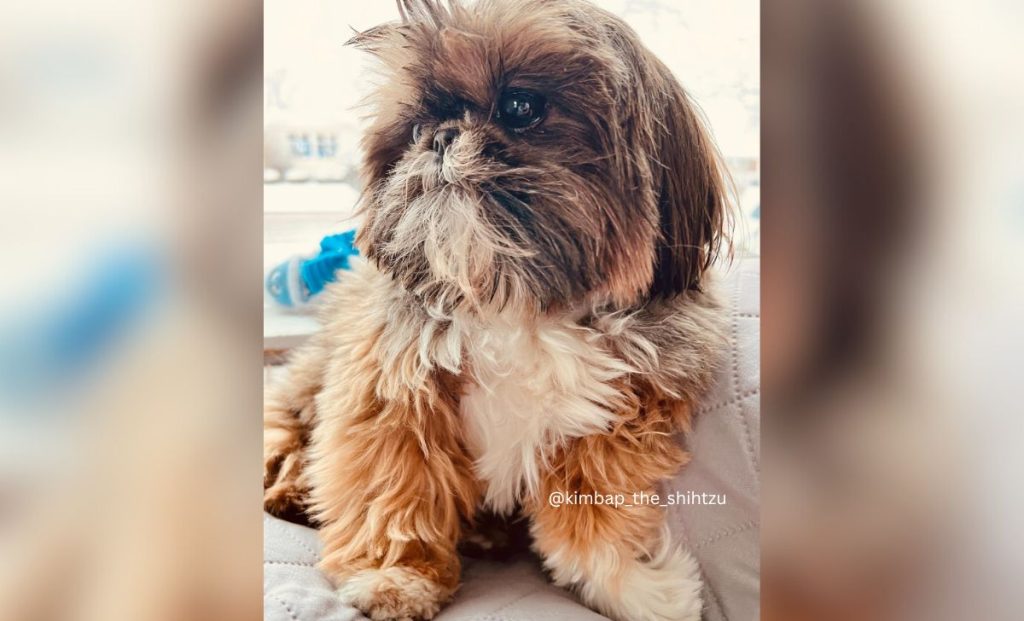 Black-Gold-And-Silver-Shih-Tzu