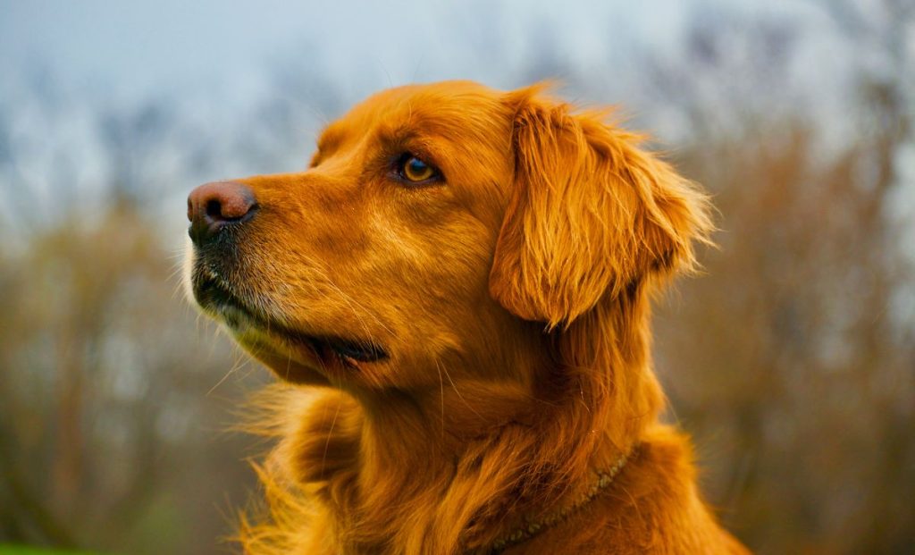 Red golden retriever