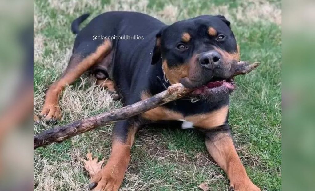 Black And Tan Pitbull