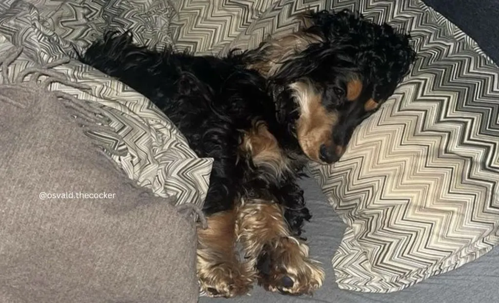 Black and tan cocker spaniel color