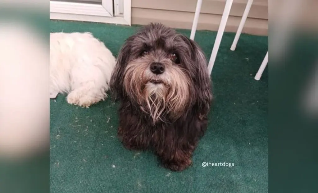 Black and tan havanese color