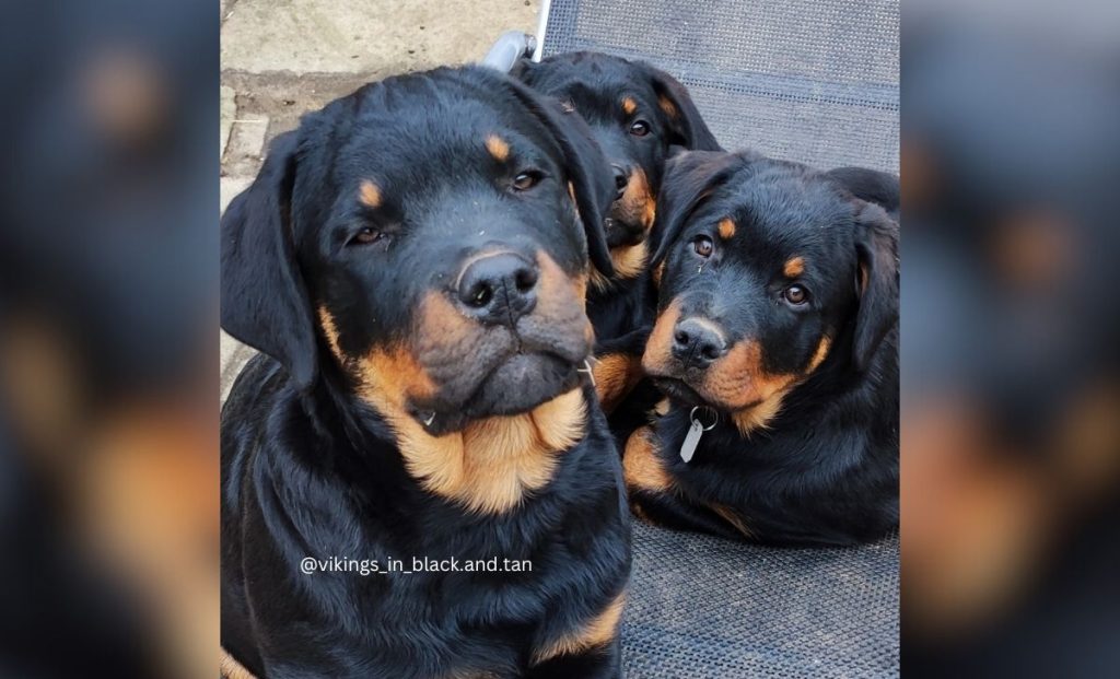Black and tan rottweiler color