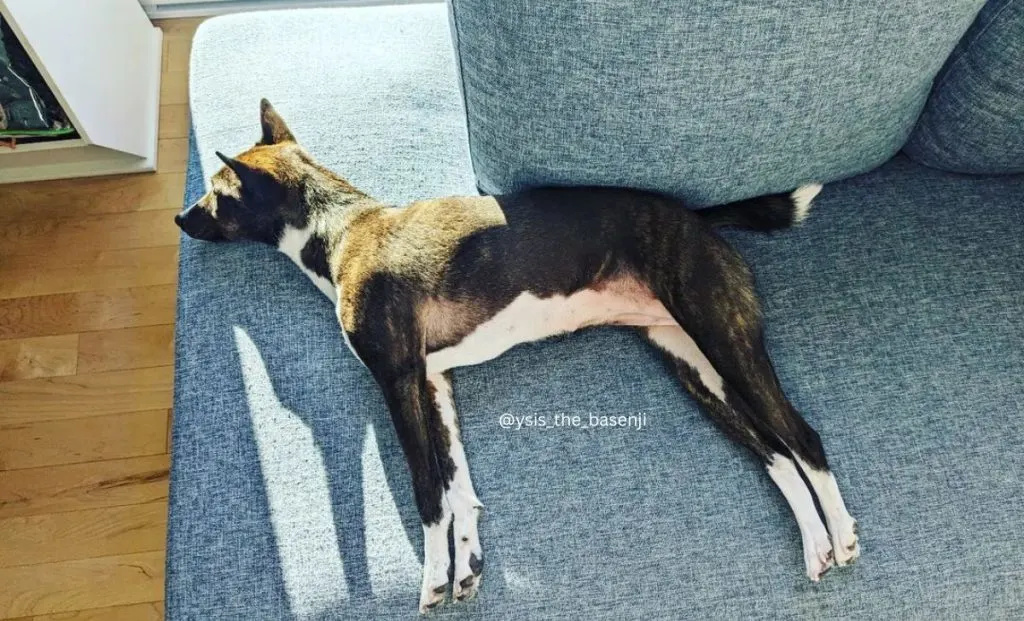 Black brindle and white basenji