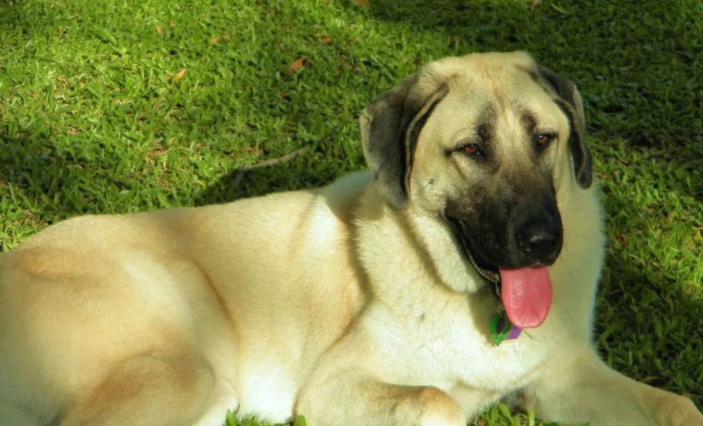 Black mask anatolian shepherd