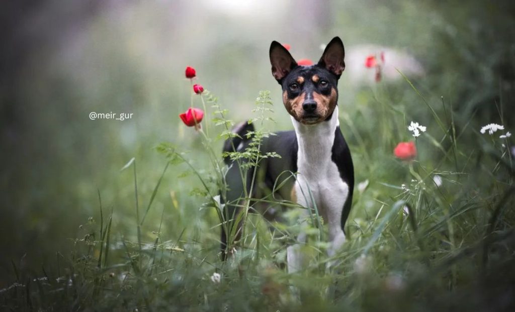 Black mask markings basenji color