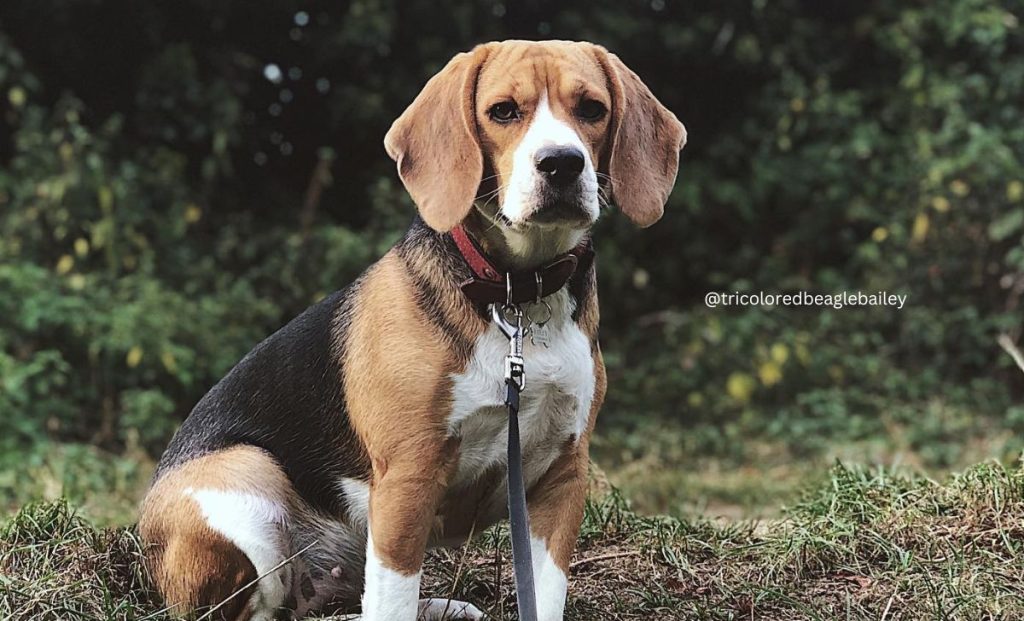 Black, red and white beagle color