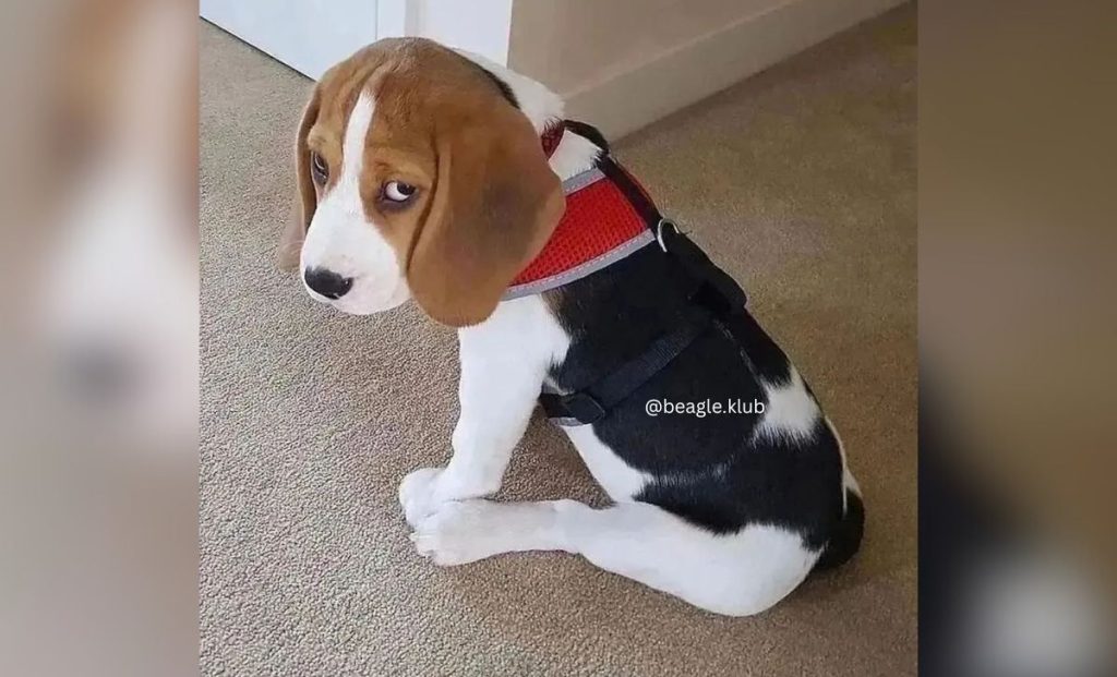 Black, tan and white beagle color