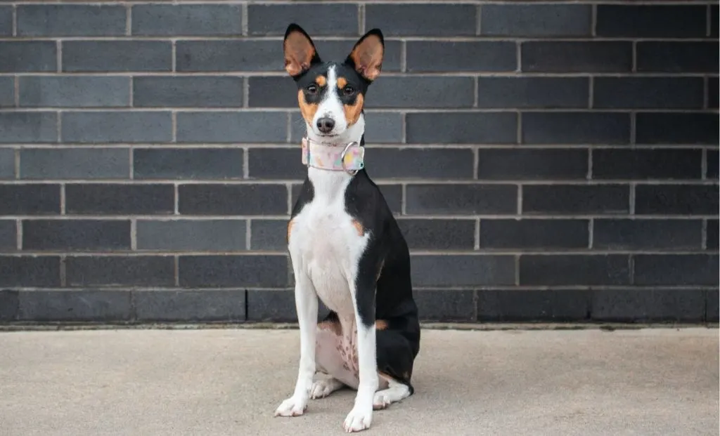 Black, tan and white basenji color