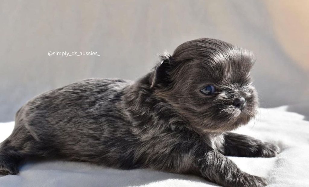 blue shih tzu