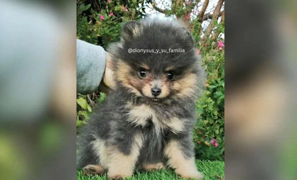 Blue and tan pomeranian