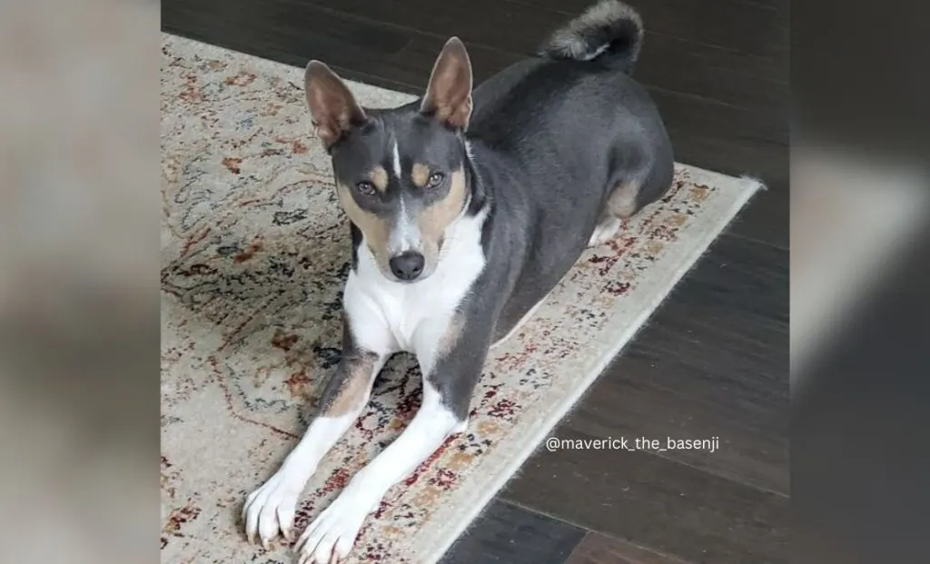 Blue, cream and white basenji color