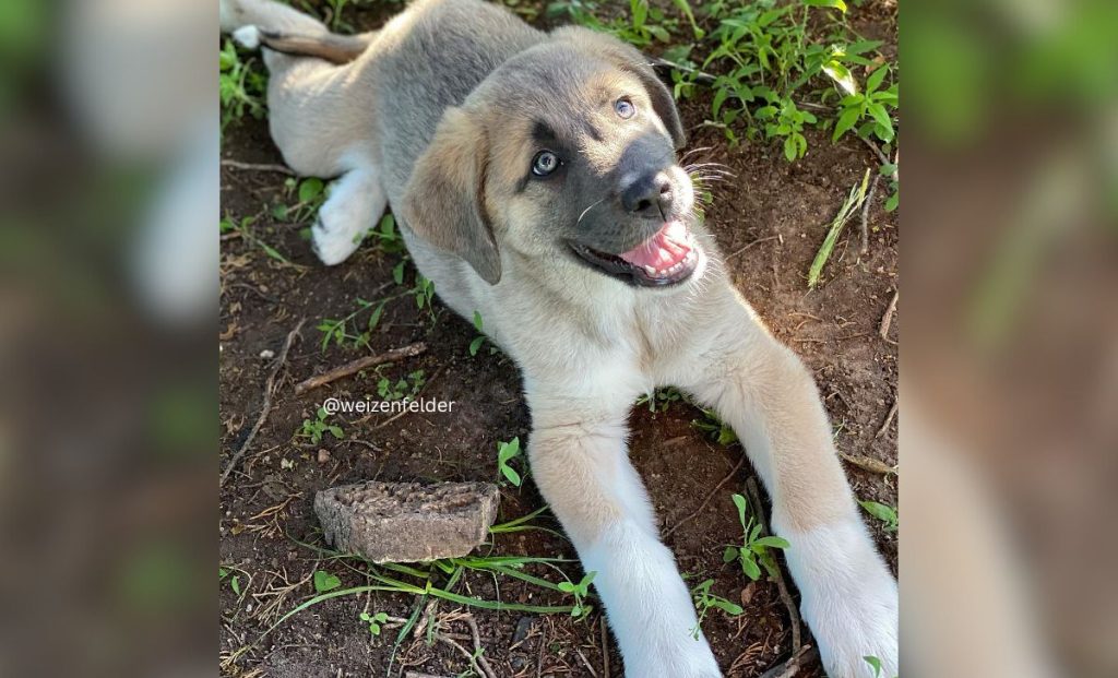 Blue fawn anatolian shepherd