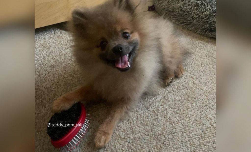 Blue sable pomeranian color