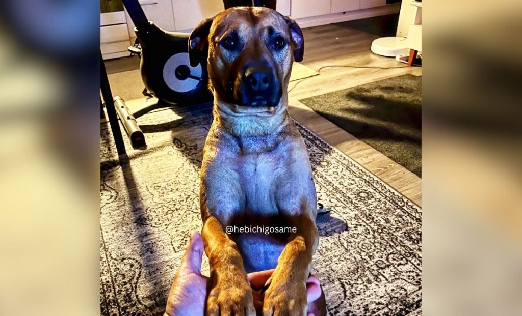 Boerboel Pitbull Mix