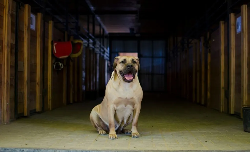 Boerboel adult