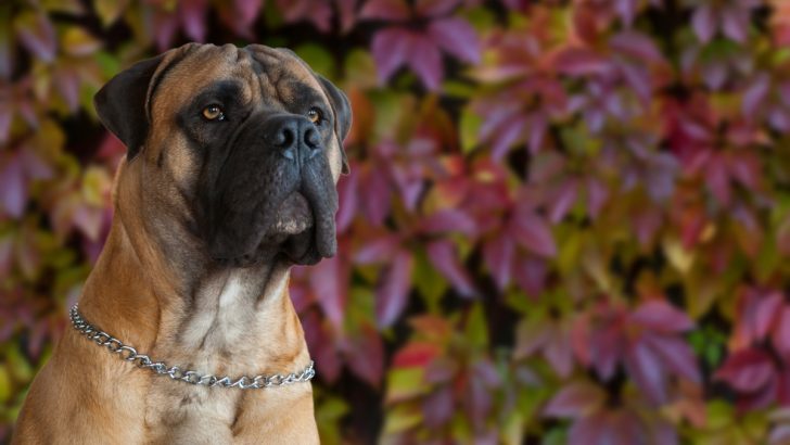 The Ultimate Boerboel Feeding Chart