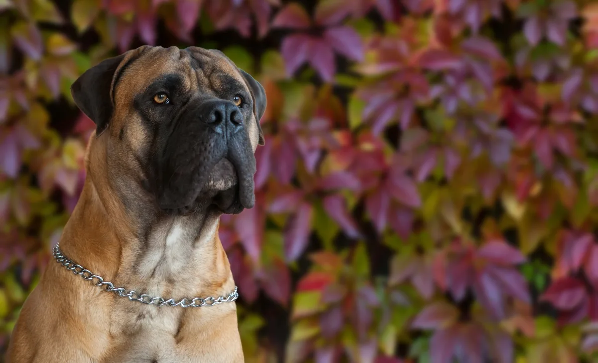 Boerboel adult