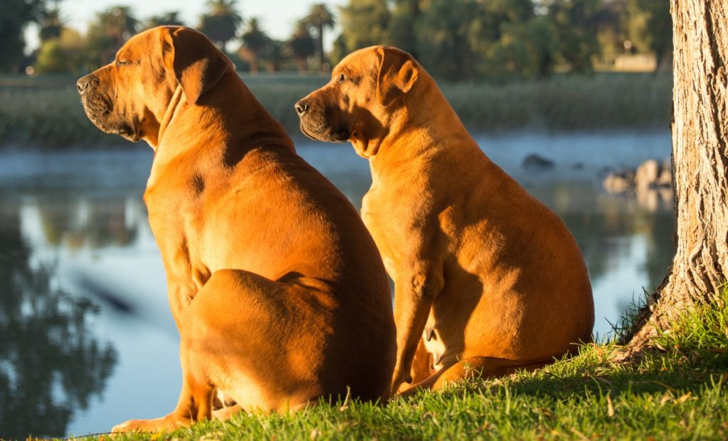 Boerboel senior