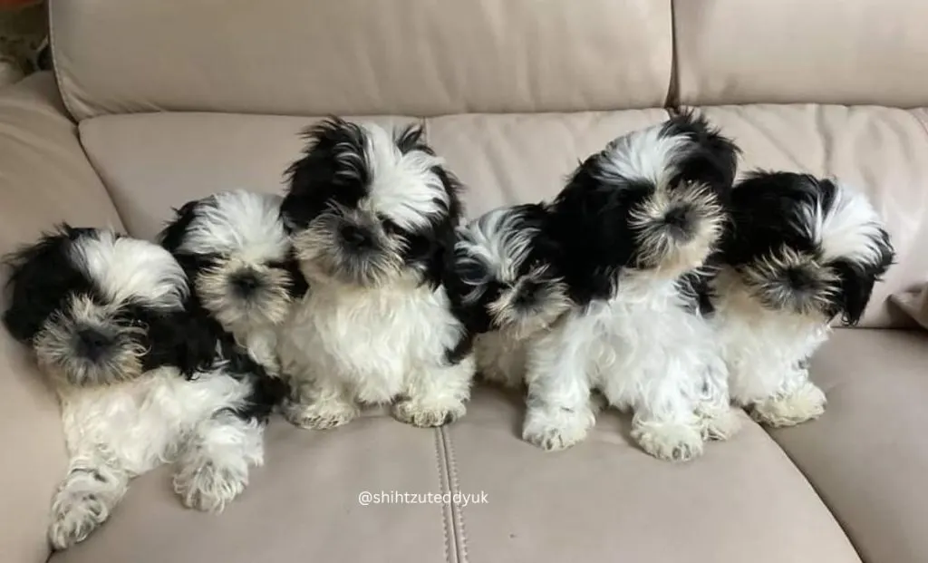 brindle and white shih tzu