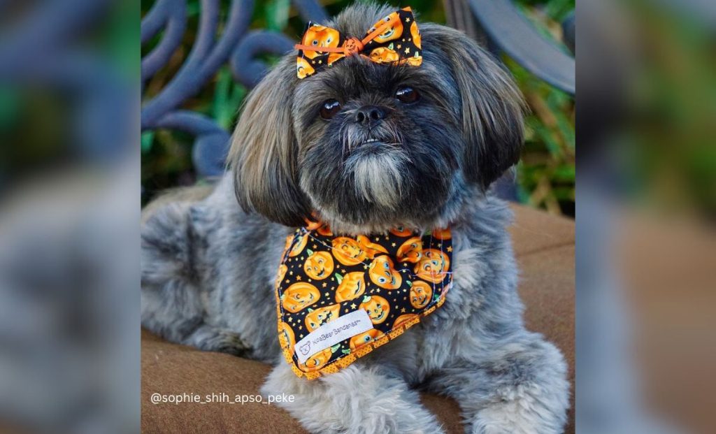 brindle shih tzu