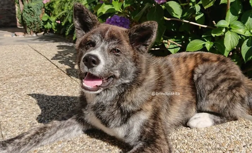 Brindle akita inu