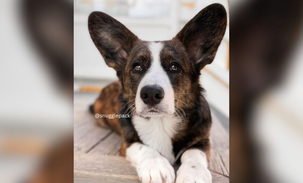 Brindle corgi
