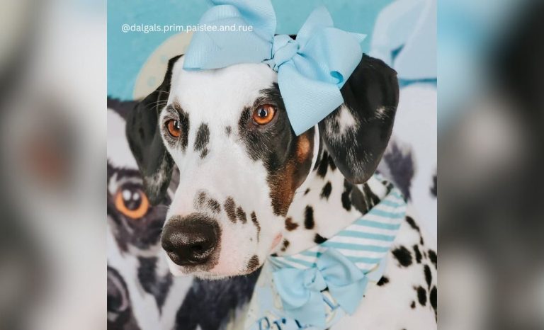 11 Dalmatian Colors And Their Surprising Varieties