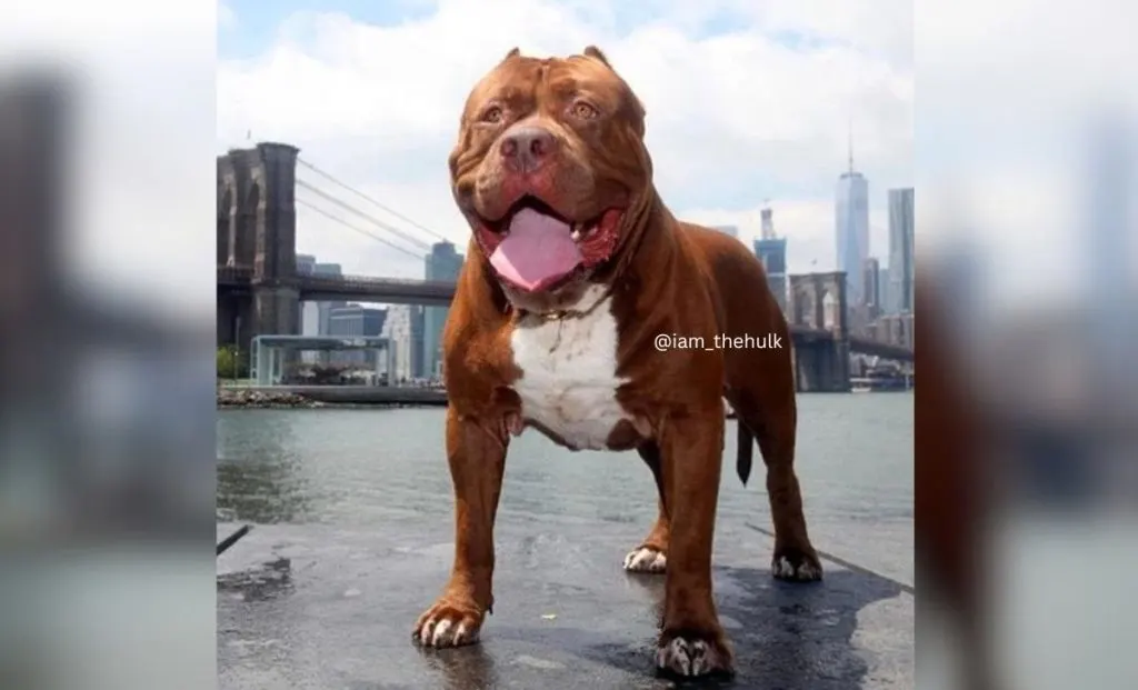 bronze pitbull