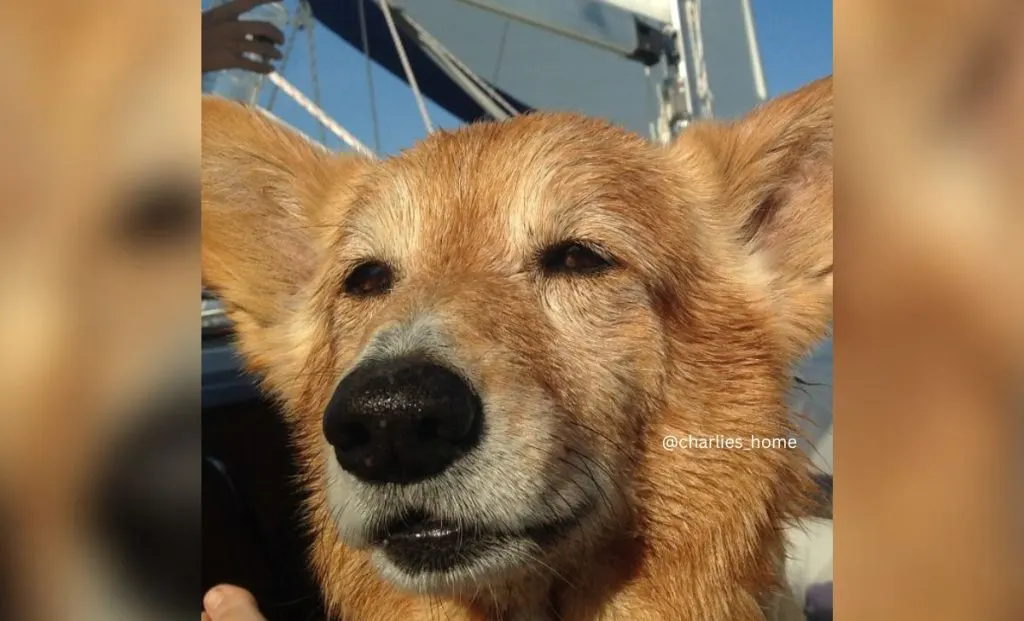 Brown Corgi
