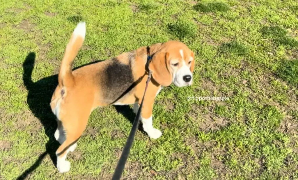Brown, White, And Tan Beagle color